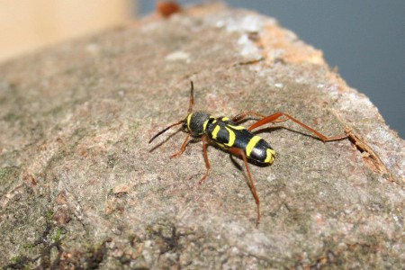 Clytus arietis